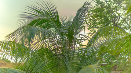 beautiful palm in tropical venezuela