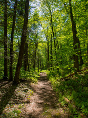 Hiking Trail Through Lush Green Forest