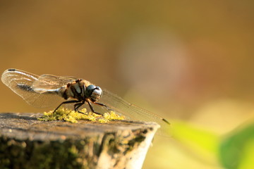 シオカラトンボ