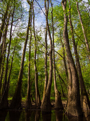 Fototapeta premium Tree Lined Banks of Cedar Creek, Congaree National Park