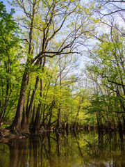 Tree Lined Banks of Cedar Creek, Congaree National Park