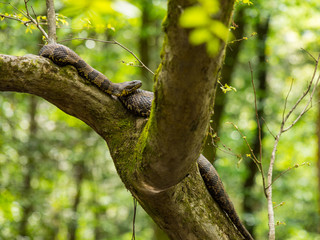 Snake on a Branch, Water Moccasin Cottonmouth