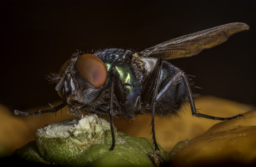 Fly closeup