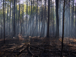 Morning Fog and Smoke in Burnt Forest from Controlled Burn