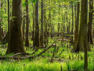 Cypress Forest in Congaree National Park