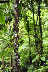 Fototapeta premium Aerial roots in Costa Rica's Tirimbina Biological Reserve.