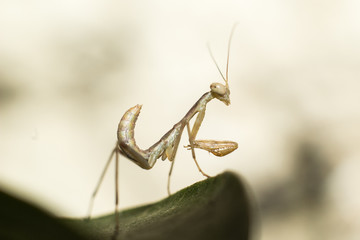 Small mantis in a leaf, insects in the garden