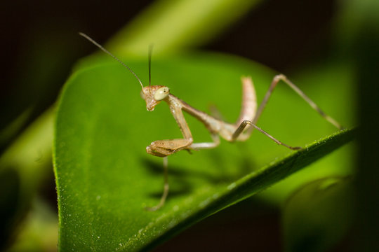 Small mantis in a leaf, insects in the garden