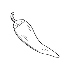 Chili pepper sketch