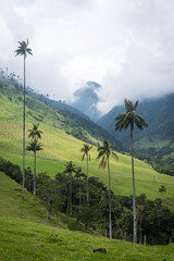 Palmiers dans la vallée de Cocora, Colombie