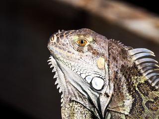Iguana Lizard Close-Up