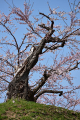 下から見上げた桜の老木