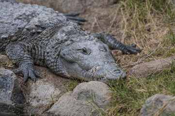 crocodile at the zoo in Mexico