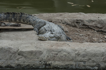 Crocodile at the zoo in Mexico