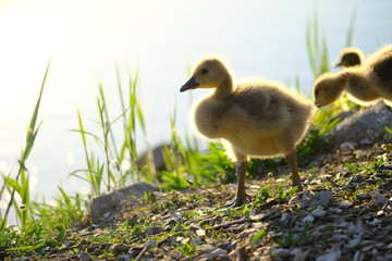 Baby gosling