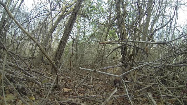 Cute South American coati kissing the camera trap , Chamela, Mexico