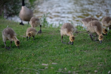 Baby geese