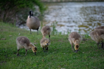 Baby geese