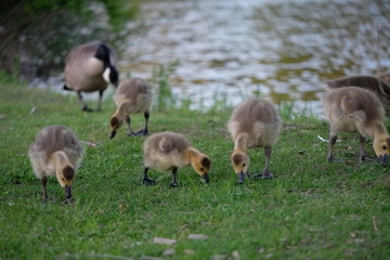 Baby geese