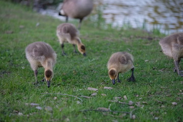 Baby geese