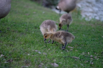 Baby geese