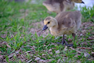 Baby geese