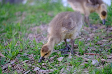 Baby geese