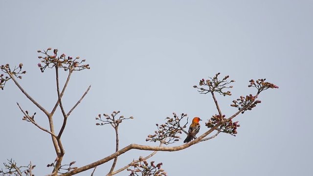 Streak-backed oriole feeding on pink poui tree flowers