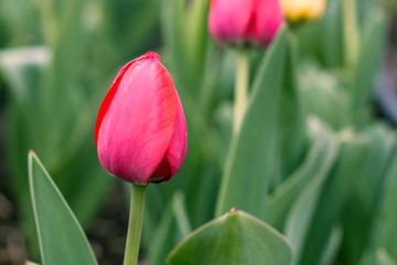 Tulips are blooming on a blurring background
