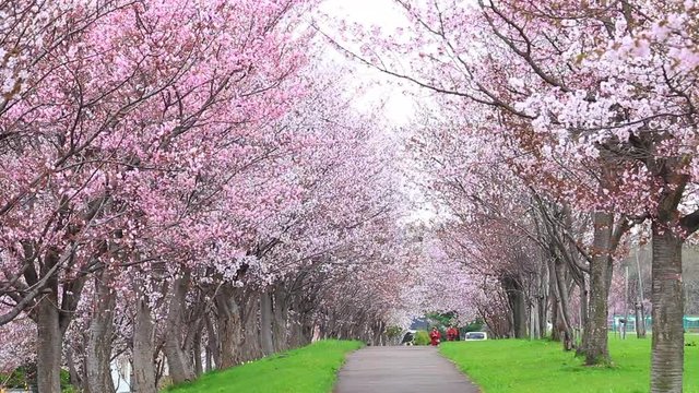 両神橋桜のトンネル