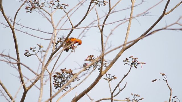 Streak-backed oriole feeding on pink poui tree flowers