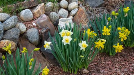 Yellow and white daffodils in a rock garden