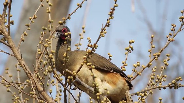 West mexican chachalaca feeding on Ficus cotinifolia