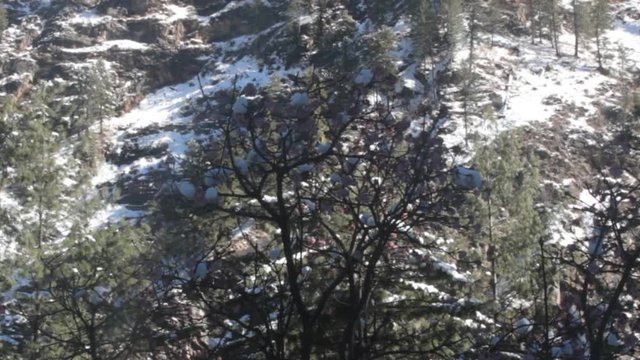 Sudden snow in the Himalayan valley, on background of flowering trees and grass. White flowers in white snow. Paradoxes of climate change
