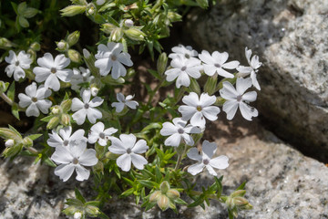 White creeping phlox