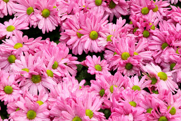 beautiful pink flower with water drops.