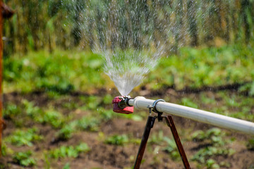 Water sprinkler for watering in the garden. Watering in the garden.