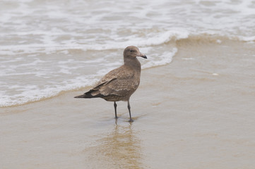 Seagull hanging on the beach, Ensenada Baja California. Mexico