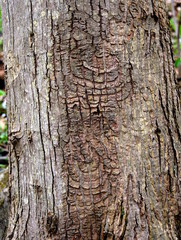 Detail of a perennial target canker on the trunk of a red maple tree.