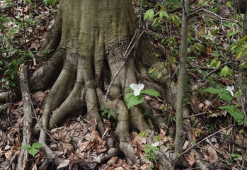Spring forest scene of a white trillium emerging from American beech roots.