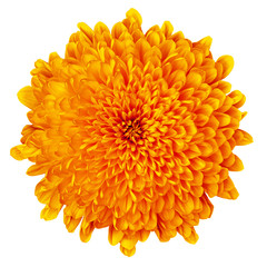 Flower orange  Chrysanthemum   isolated on white background. Flower bud close up.  Element of design.