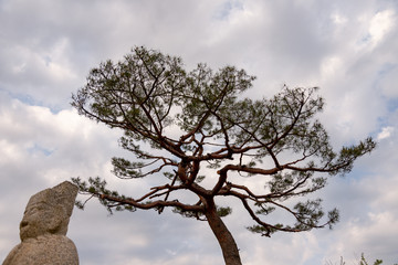 old pine tree 