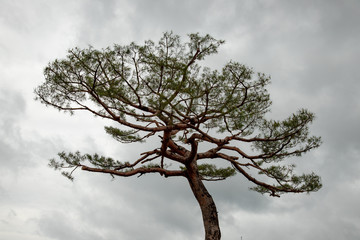 old pine tree 