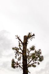 old pine tree 