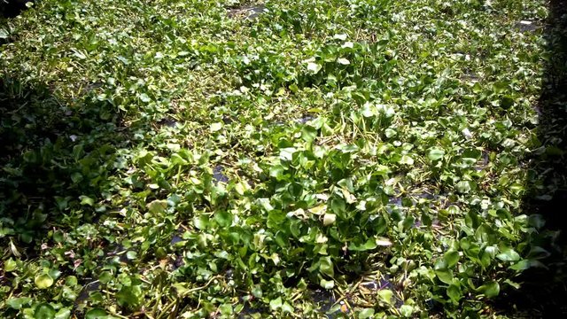 Water hyacinth, Eichhornia crassipes on river 