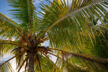 Fototapeta premium Coconut palm tree at sunset in Ubud, Bali, Indonesia