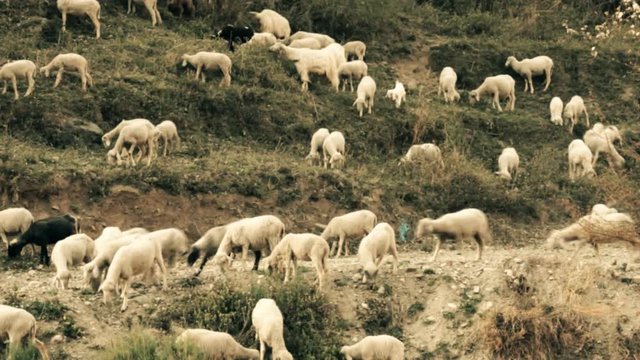 Sheep are fed on hillside, slopes of mountains with sheep trails. India. Kullu valley. Himalayas
