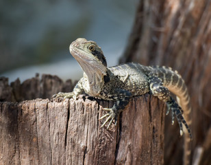 Lizard resting on a log
