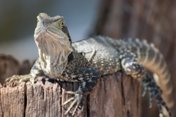 Lizard resting on a log