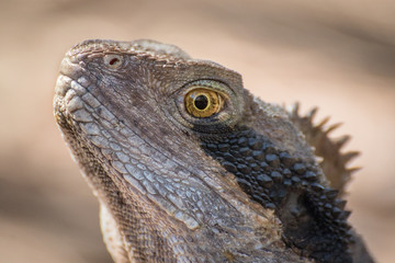Close up lizard head